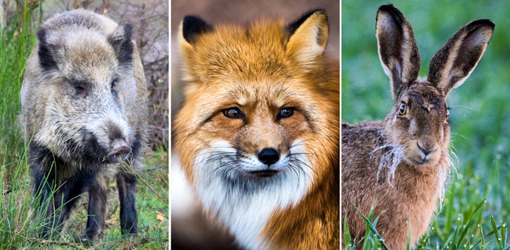 Dans L Intimite Des Animaux Sauvages Chaleur A La Saint Valentin Dans L Intimite Des Animaux Sauvages Chaleur A La Saint Valentin