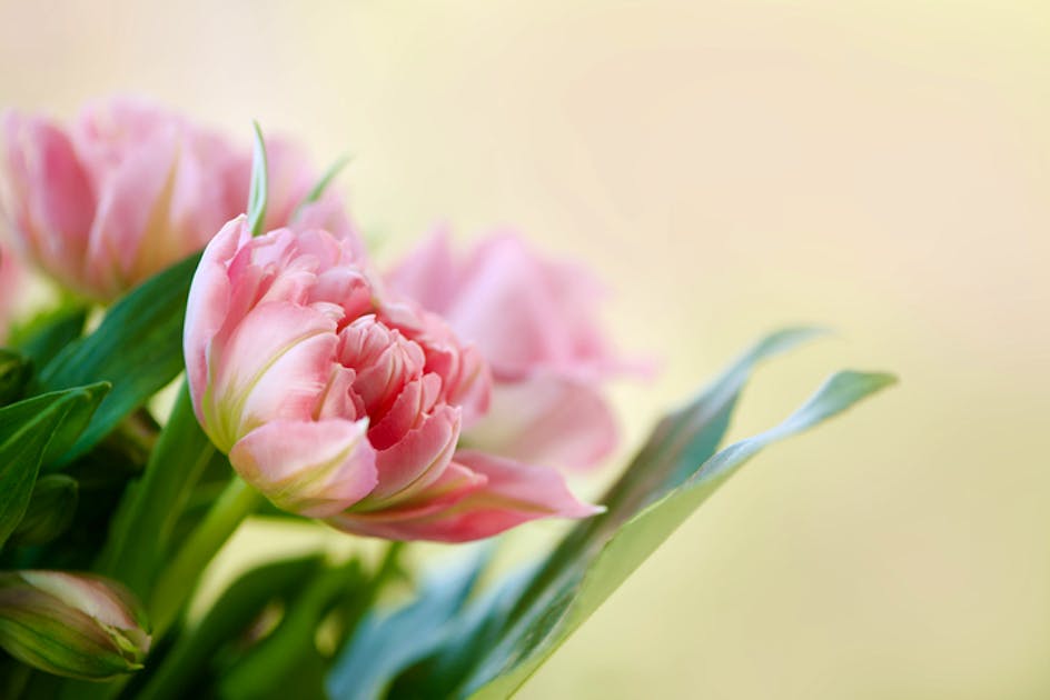 Blutenpracht Ist Es Schon Zu Spat Fur Tulpen