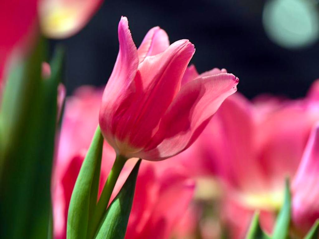 Blutenpracht Ist Es Schon Zu Spat Fur Tulpen