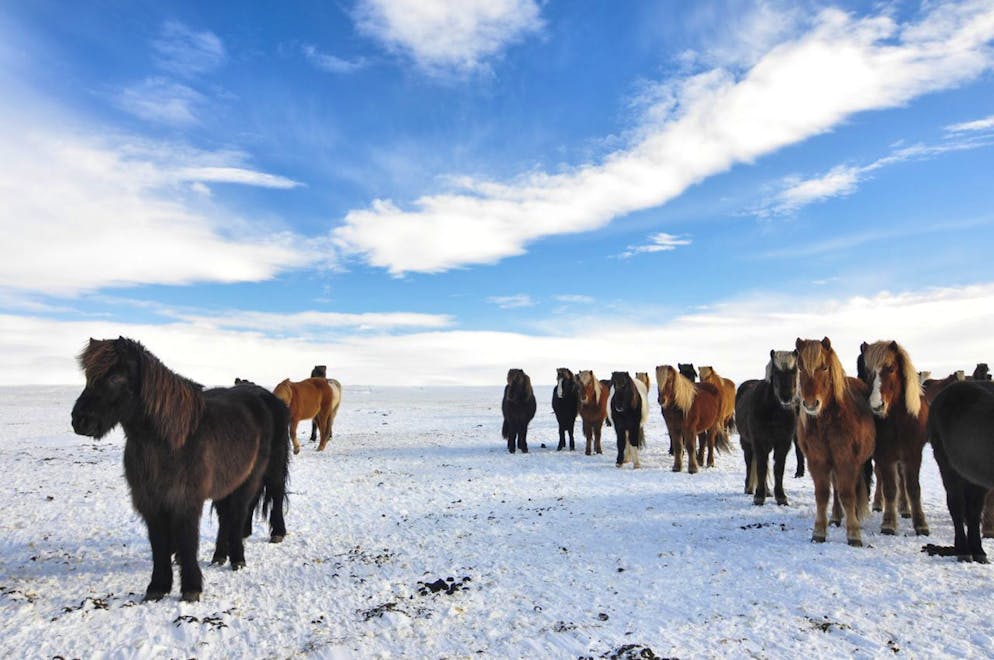 L'Islande et ses paysages à faire rêver. Les petits chevaux islandais avec leur constitution robuste sont parfaitement adaptés au climat froid. On en croise constamment lors de voyages à travers le pays. <br>