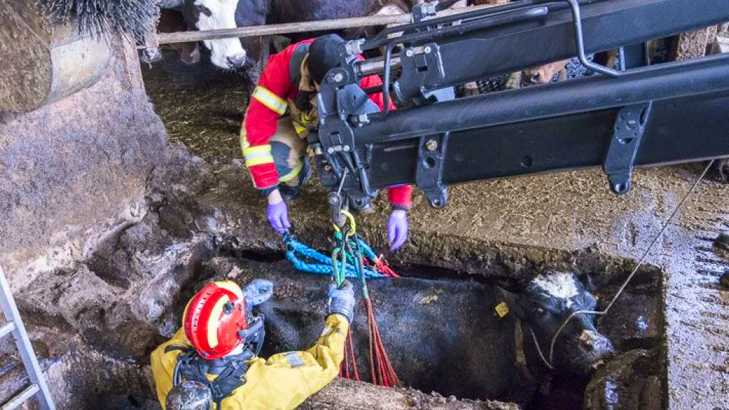 Tiere. Feuerwehr rettet drei Kühe aus Jauchegrube in Oberbottigen BE