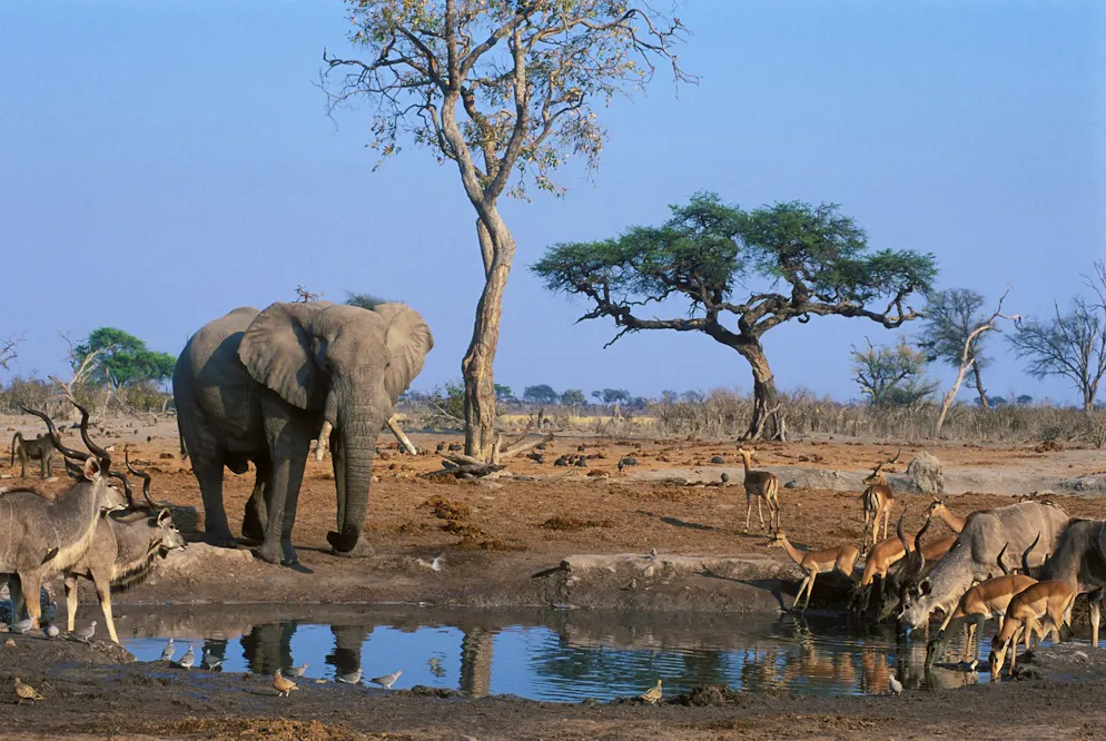 Embarquez à bord du train «Rovos Rail» et parcourez le sud de l'Afrique. Le parc national de Chobe constitue point fort du voyage.