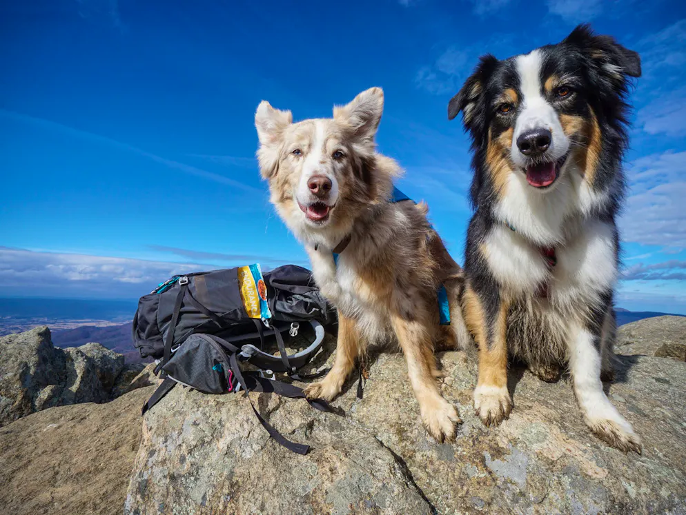 Maria traverse les Etats-Unis en paddle et avec ses chiens. La jeune femme de 36 ans a déjà voyagé à travers 16 Etats d’Amérique avec ses chiens Riley (à gauche) et Kona.