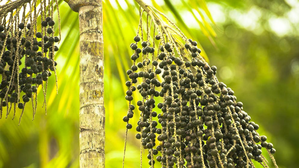 Superfoods: Heimische Alternativen zu den exotischen Nährstoffbomben. Heimisch ist die Beere am Amazonas. Ihr hoher Ballaststoffgehalt und die vielen Vitamine und Antioxidantien machen sie zu einem beliebten Superfood.