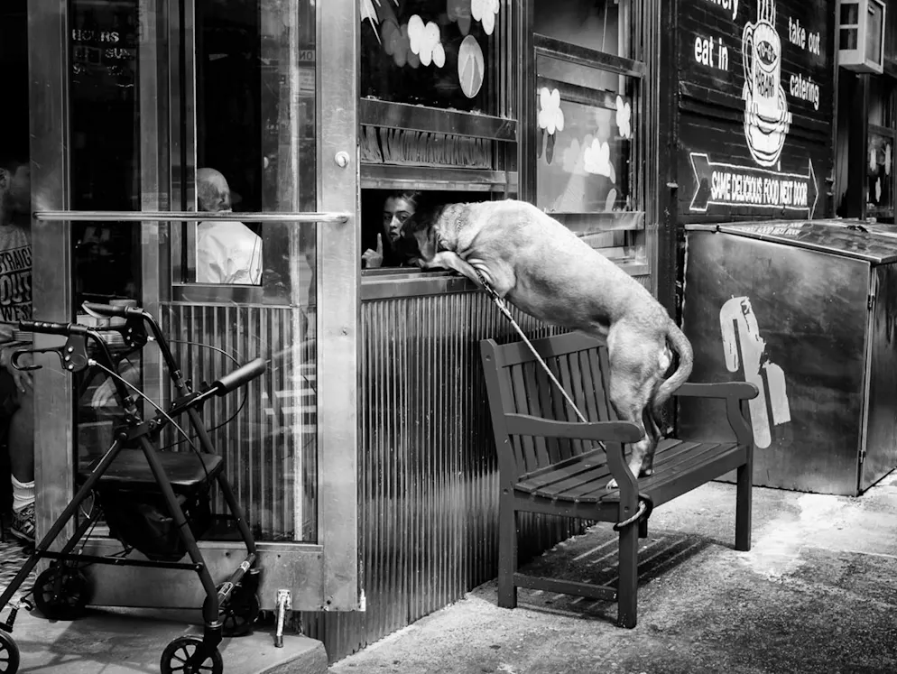 «Sony World Photography Awards»-Les meilleures photos. John White, Royaume-Uni: «Chut!». A New York, une maîtresse essaie d’apprendre les bonnes manières à son chien. Catégorie: Open, Street Photography.