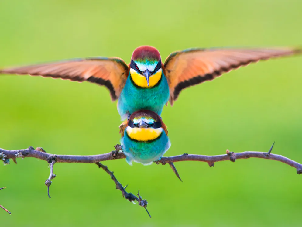 «Sony World Photography Awards»-Les meilleures photos. Petar Sabol, Croatie: «Beeaters Mating.jpg». Concentration maximale et application: des guêpiers s’accouplent en Croatie. Catégorie: Open, Wildlife. 