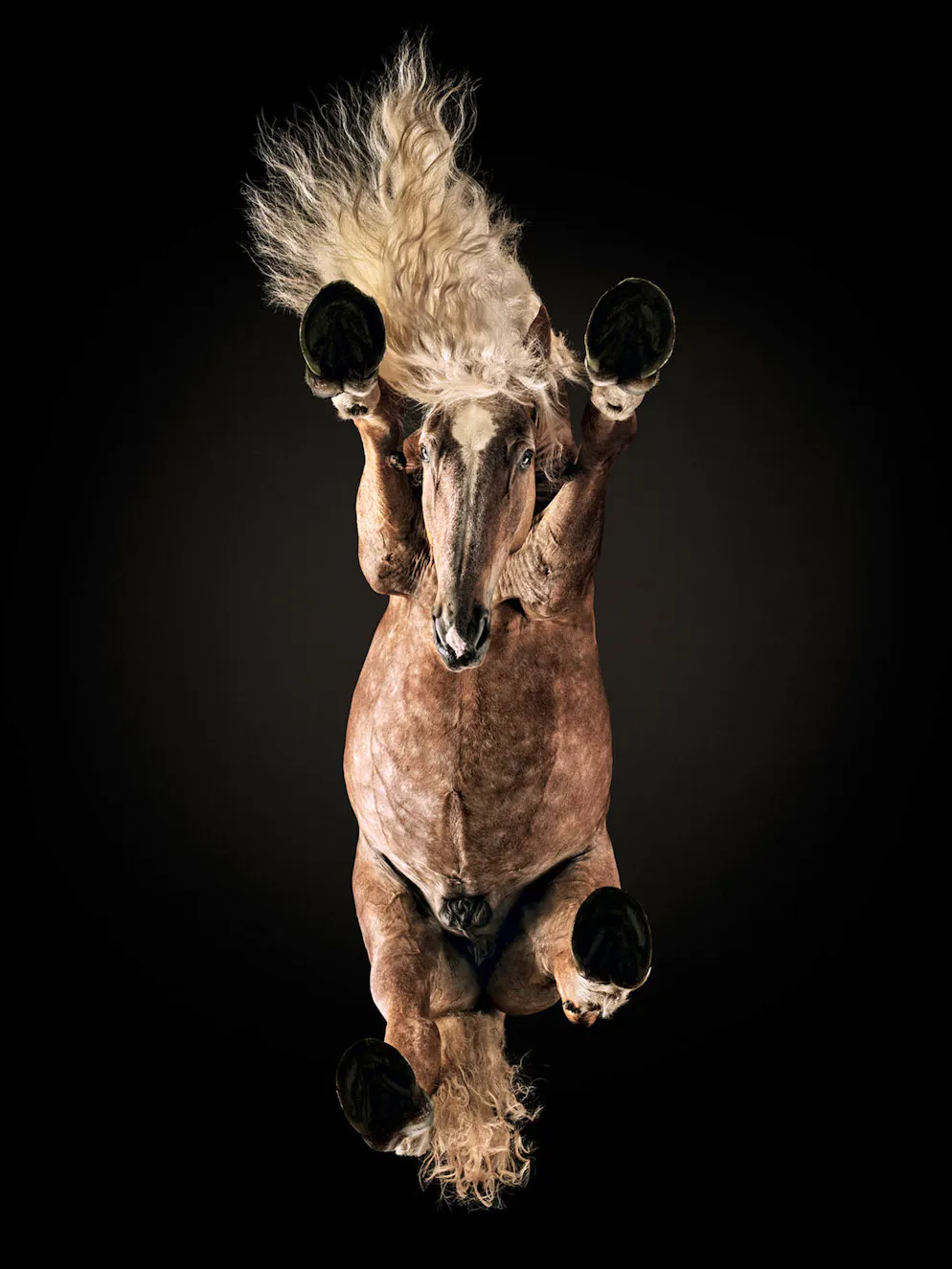 «Sony World Photography Awards»-Les meilleures photos. Andrius Burba, Lituanie: «A Horse from Underneath». Pour arriver à un tel résultat, le photographe n’a pas ménagé ses efforts. Il a creusé un trou dans lequel il pouvait s’asseoir et a assemblé trois panneaux en verre particulièrement solides de façon à obtenir une plaque de verre de 3 cm d’épaisseur, capable de supporter un cheval d’environ 800 kg. Catégorie: Open, Enhanced. 