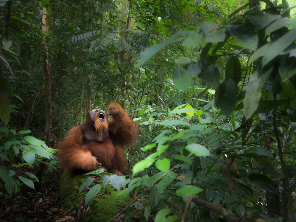 «Sony World Photography Awards»-Les meilleures photos. Marco Gaiotti, Italie: «Sumatran orangutan». Sur l’île de Sumatra, un orang-outan s’est donné en spectacle pour le plus grand plaisir du photographe: habituellement timide, l’animal est descendu de l’arbre, s’est assis pour prendre la pause et s’est laissé photographier. Catégorie: Open, Enhanced. 