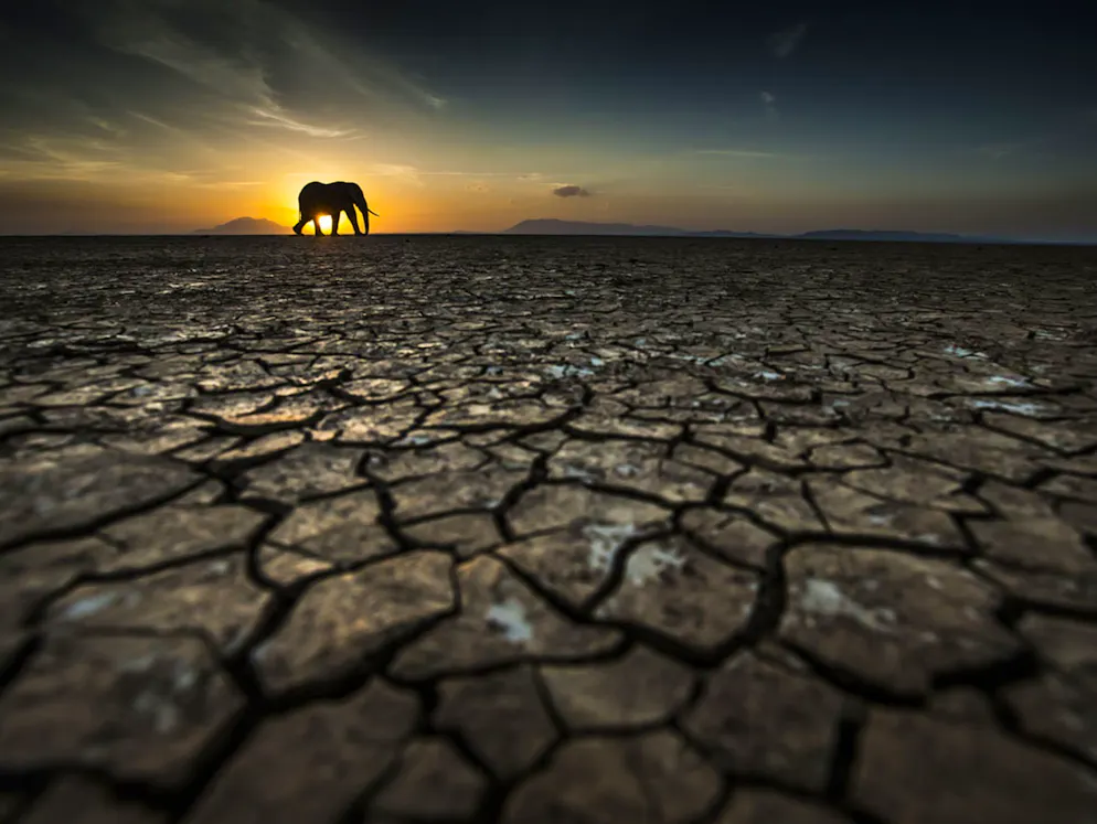 «Sony World Photography Awards»-Les meilleures photos. Tom Way, Royaume-Uni: «Thirst». Peau épaisse contre croûte épaisse: dans le parc national d’Amboseli, au Kenya, un éléphant piétine la terre asséchée. Catégorie: Open, Wildlife. 