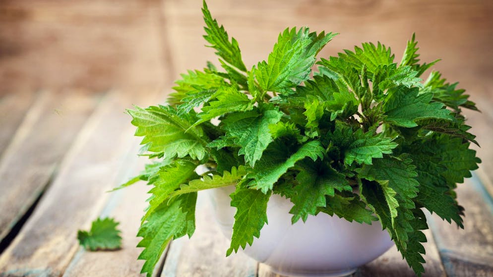 Superfoods: Heimische Alternativen zu den exotischen Nährstoffbomben. Eine heimische Alternative zum grünen Tee: Die Brennessel. Sie regt den Stoffwechsel an, fördert die Blutbildung und steckt voller Vitamine. Die perfekte Zutat für einen Detox-Tee also. Als Latte können wir uns die Brennnessel allerdings nicht so recht vorstellen.