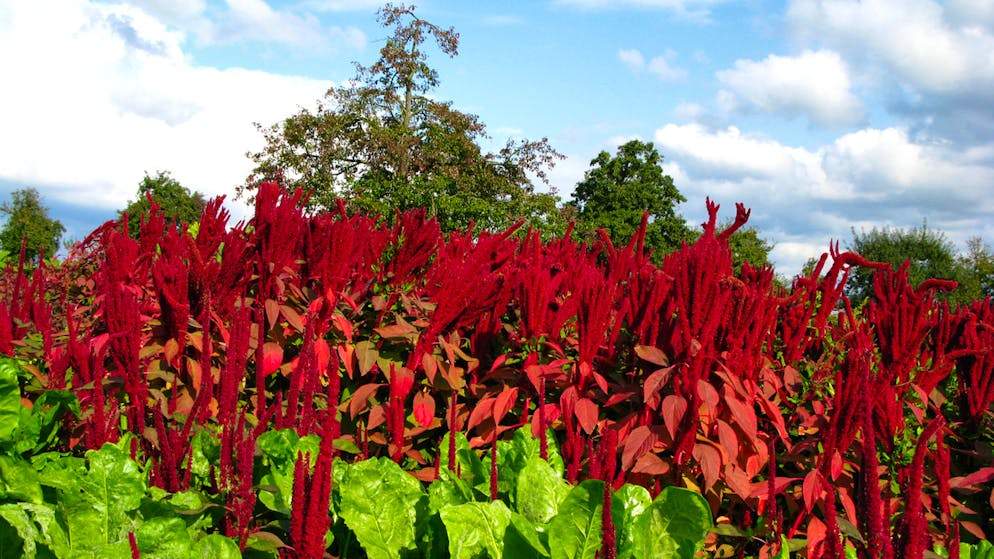 Superfoods: Heimische Alternativen zu den exotischen Nährstoffbomben. Bei Amaranth handelt es sich um ein Fuchschwanzgewächs. Somit zählt die südamerikanische Pflanze zu den sogenannten Pseudogetreiden und ist genau wie Quinoa glutenfrei.