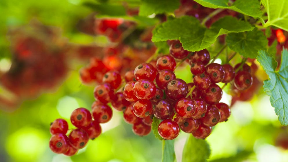Superfoods: Heimische Alternativen zu den exotischen Nährstoffbomben. Ein guter Grund also, zu heimischen Beeren zu greifen. Johannis- und Cassisbeeren enthalten ebenfalls eine hohe Konzentration an den Vitaminen C und A und wachsen im Idealfall im eigenen Garten.