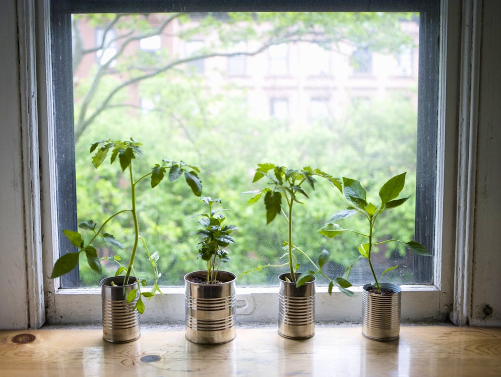 Des plantes pour l'intérieur. 3. Soyez attentif aux sources de lumière: les plantes d'intérieur n'ont pas toutes besoin de la même luminosité, aussi demandez au vendeur ce qu'il en est lorsque vous faites l'acquisition d'une plante. Le chlorophytum comosum ou la chélone s'épanouissent bien dans des pièces obscures, en revanche, les amarillys, yuccas ou cactus ont besoin de soleil.