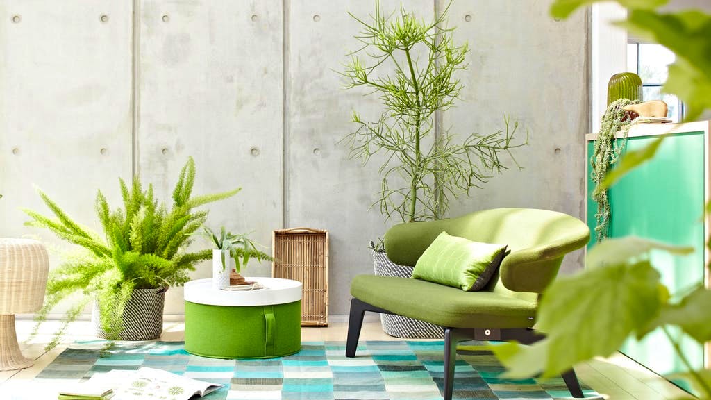 Top bella stanza pianta montagna Palma migliora il clima stanza semi pianta in vaso 