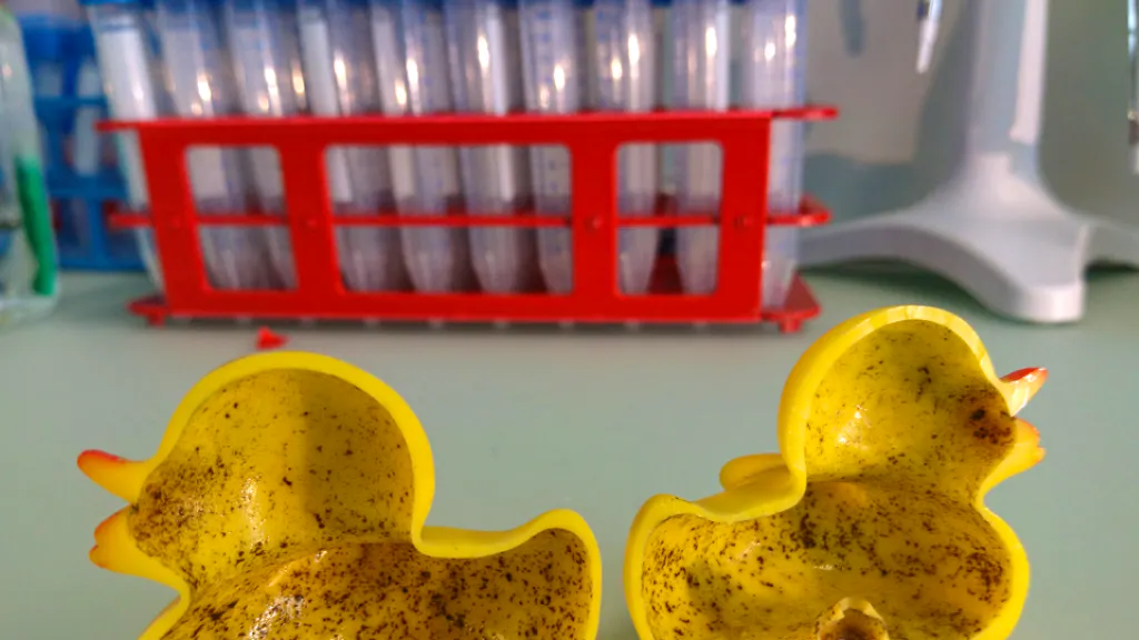 Gesundheit. Das Bade-Entchen ist eine Bakterienbombe