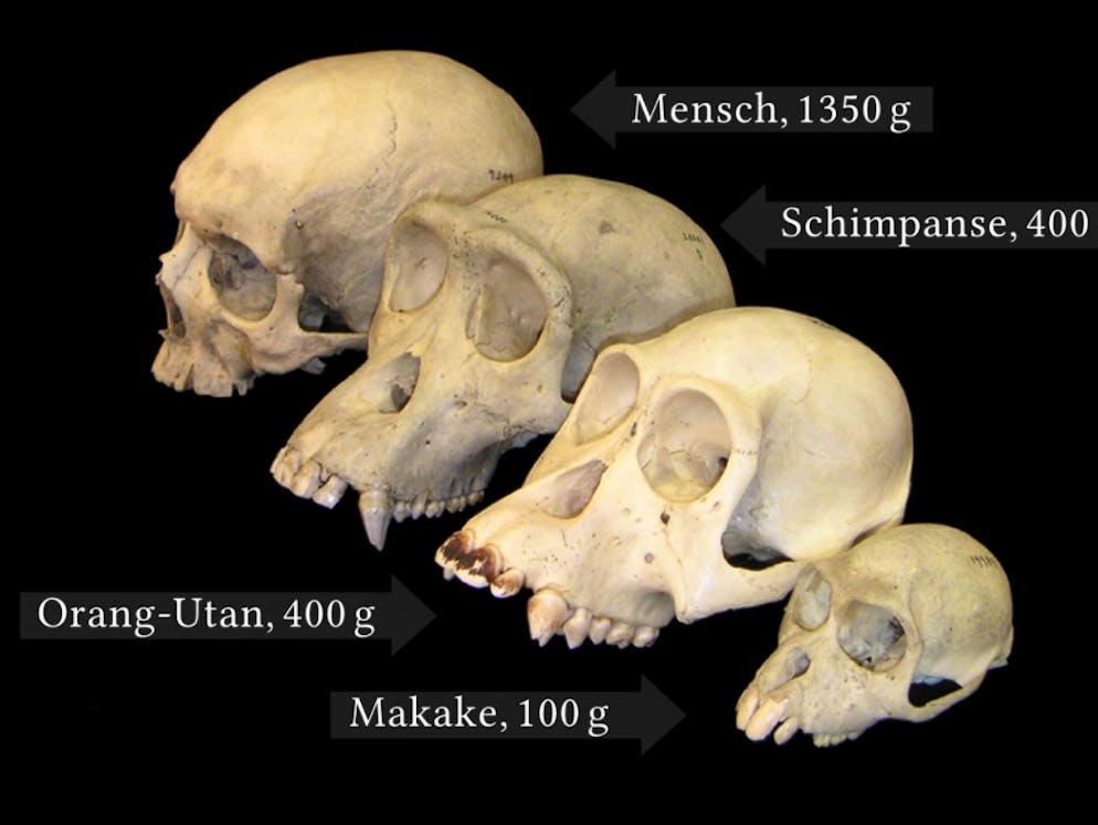 Der menschliche Schädel im Vergleich mit anderen Primaten.
