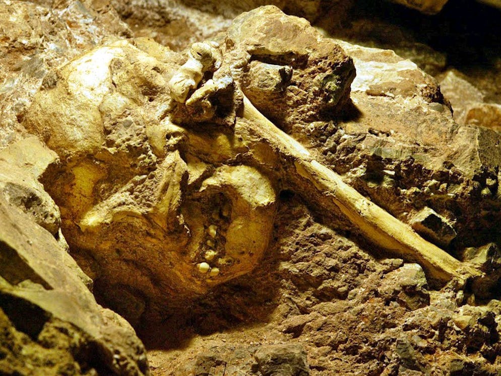 Die Urmenschen stammen vom afrikanischen Kontinent. So wie dieses Skelett. Es sind die Gebeine eines vor etwa 3,3 Millionen Jahren verstorbenen Urmenschen. Gefunden wurde es in den versteinerten Sedimenten der Höhlen von Sterkfontein in Südafrika am 1. Sept. 2002.