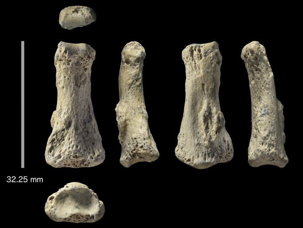 Das Fingermittelglied, 32,3 Millimeter lang und etwa 8,5 Millimeter dick, stamme eindeutig von einem modernen Menschen.