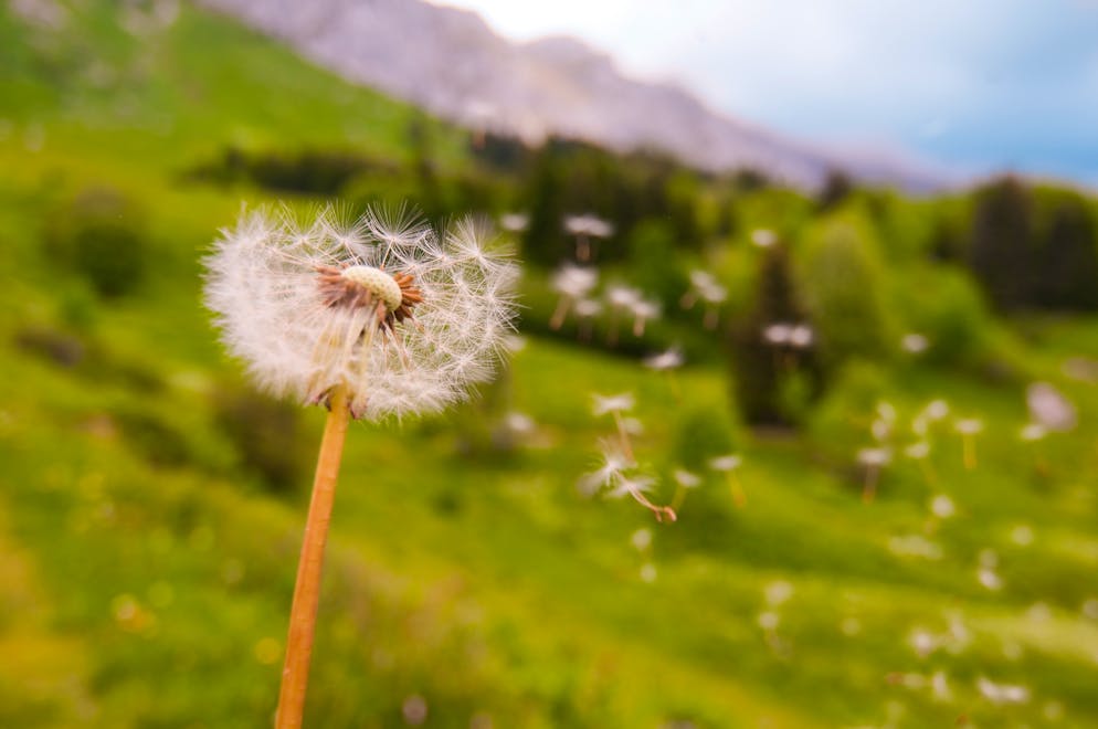 Pollenalarm: Diese Pflanzen gehören zu den stärksten Allergieauslösern. Es gibt noch unzählige weitere Pflanzen, deren Pollen Leidgeplagten das Leben schwer machen können. Daneben auch Kreuzreaktionen mit Lebensmitteln und anderen Pflanzen. Wer Symptome einer Allergie zeigt, und diesen auf den Grund gehen will, dem hilft nur der Gang zum Spezialisten.
