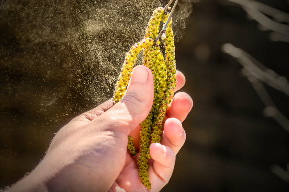 Pollenalarm: Diese Pflanzen gehören zu den stärksten Allergieauslösern. Die Birke gehört zu den stärksten Allergenen überhaupt, ihre Blütezeit liegt zwischen März und Mai und erreicht gerade ihren Höhepunkt. Denn dieses Jahr liegt die Pollenproduktion nochmal deutlich höher, was unter anderem dem schlagartigen Temperaturanstieg zu verdanken ist.