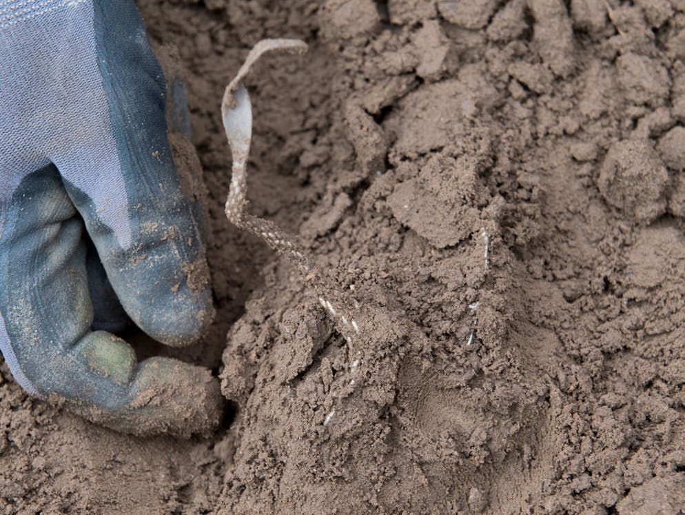 Auf der Flucht vergraben? Einmaliger Schatz auf Rügen entdeckt. Der Fund geht nun zunächst nach Schwerin ins Landesamt, wo er geordnet und konserviert wird.