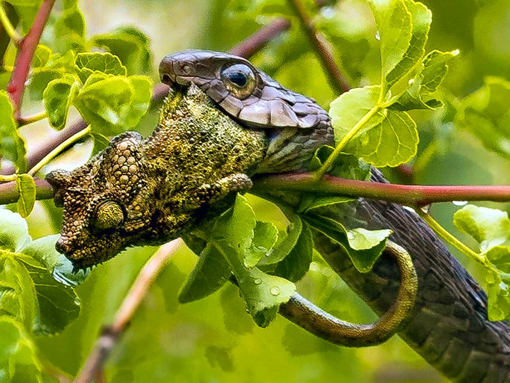 Femmina di incontri Sri Lanka