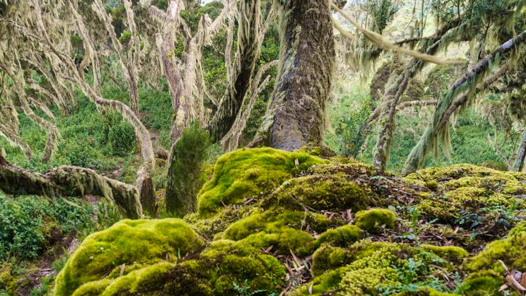 Trekking. Abenteuer Afrika: Wandern in den Mondbergen