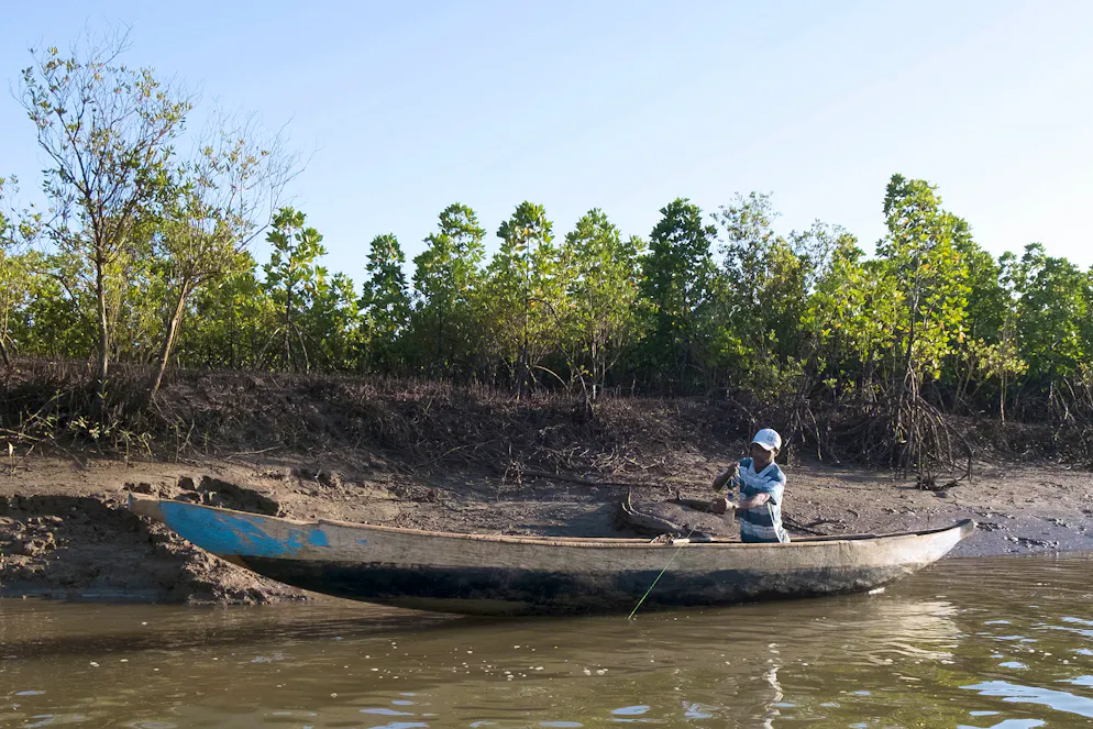 Caractéristiques des zones tropicales humides, bercées par les marées, les mangroves sont une niche écologique et rendent quantité de services