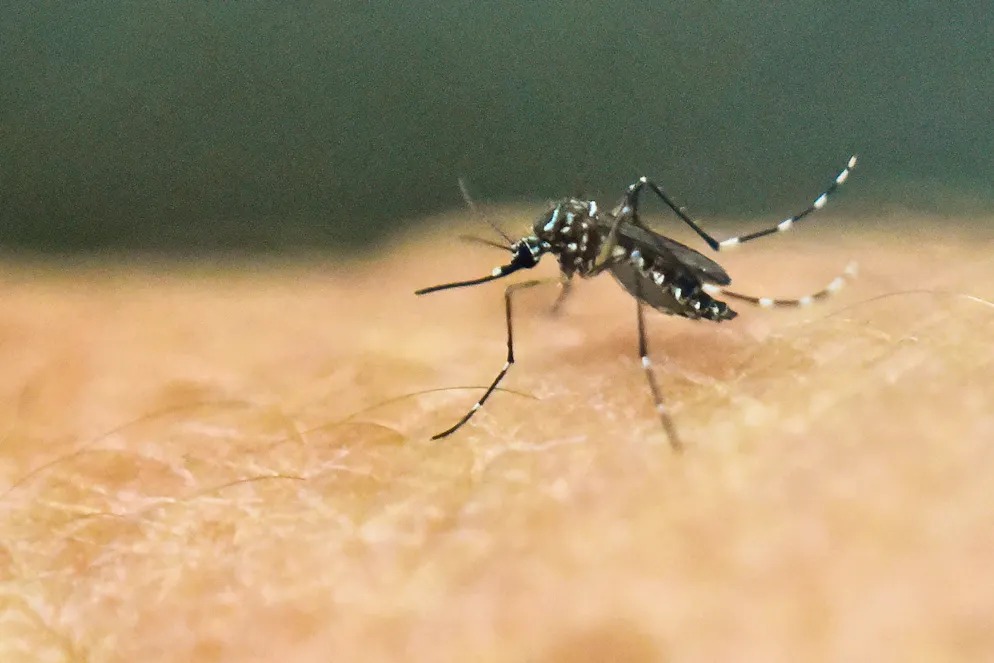 Au 7 mai, 356 cas de dengue ont été diagnostiqués par les laboratoires de ville et hospitaliers, soit un total de 2.598 cas confirmés à La Réunion depuis le début de l'année.