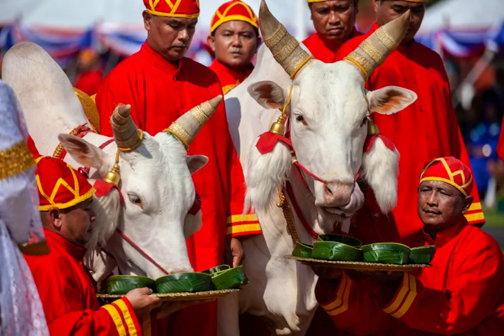 Thaïlande: les bœufs royaux prédisent de meilleures relations à l'international. Les boeufs royaux trempent leurs museaux dans la coupelle d'alcool lors d'une cérémonie en plein Bangkok, le 14 mai 2018