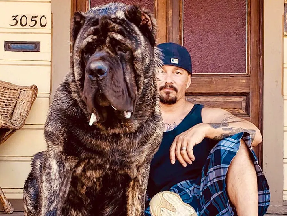 Un allevamento di mastini giganti. Marcus Curtis alleva giganti a quattro zampe: eccolo accanto a Sasquatch. A soli 5 mesi, il cane pesa ben 48 kg.