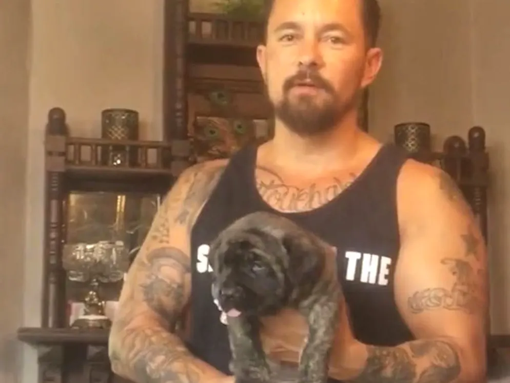 Un allevamento di mastini giganti. Curtis sostiene che questi cani siano pacifici. Nell'antichità venivano posti a guardia dai bambini, delle mandrie e delle merci.