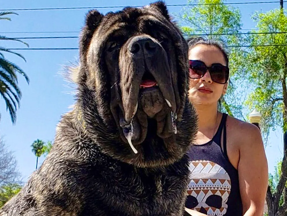 Un allevamento di mastini giganti. Quando il mastino si alza sulle zampe posteriori misura 1,82 metri.