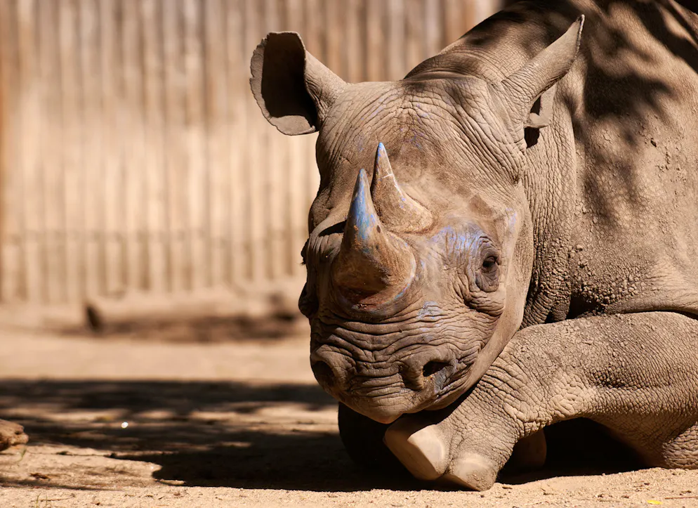 L'âge du rhinocéros, calculé par diverses méthodes de datation "pour être sûr", a été établi à environ 709.000 ans.