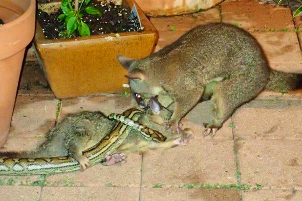 Une maman opossum en panique: son bébé attaqué par un python