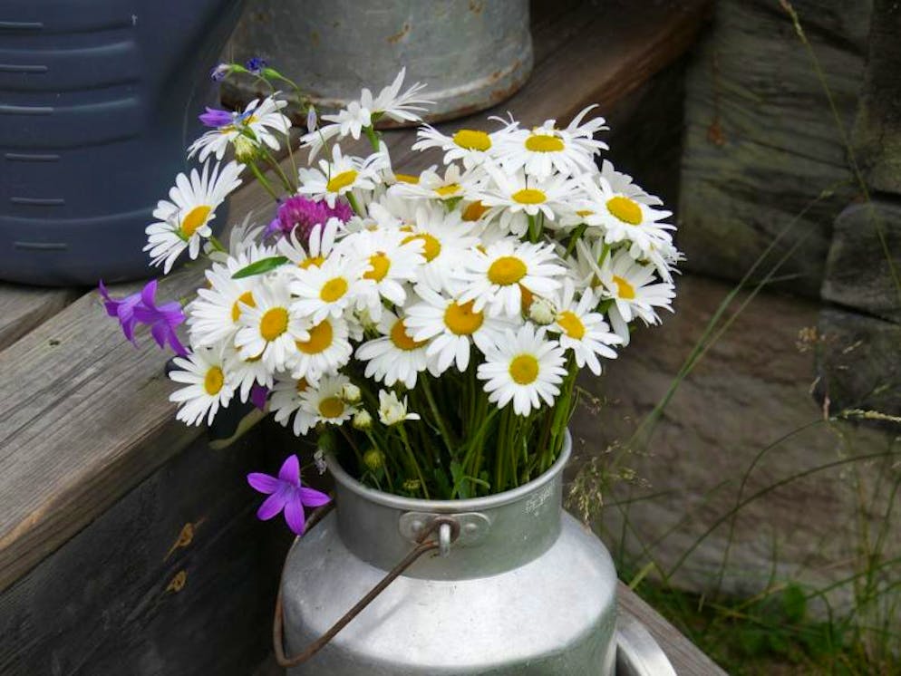 Mittsommerfest in Schweden: Blüten, Schnaps und lange Nächte. Zum Midsommar feiern die Schweden die Rückkehr des Lichts und des Sommers - da dürfen frische Blumen natürlich nicht fehlen.