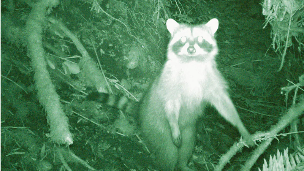 Unerwartete Selfies. So lustig schauen Tiere, wenn sie in die Fotofalle tappen
