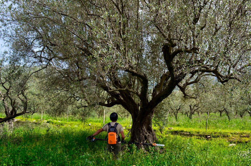 Mehr Licht Fur Oliven Baumpfleger Bringt Neue Technik Nach Sizilien