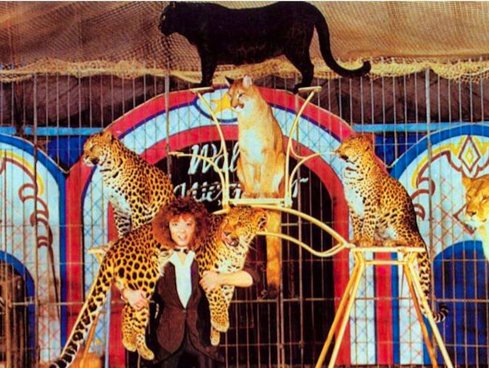 Ein Leben für die Raubtiere: Ex-Dompteuse Elvira Wegmann. Als Tierpflegerin betreut Elvira Wegmann bis heute Vierbeiner. Ihre Lieblinge blieben aber immer ihre Raubkatzen.