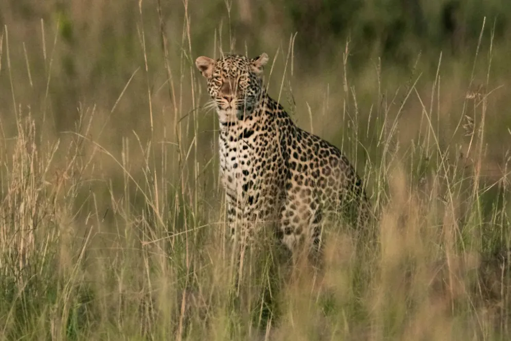 Un léopard dans le parc du Masai Mara, au Kenya, le 23 janvier 2018