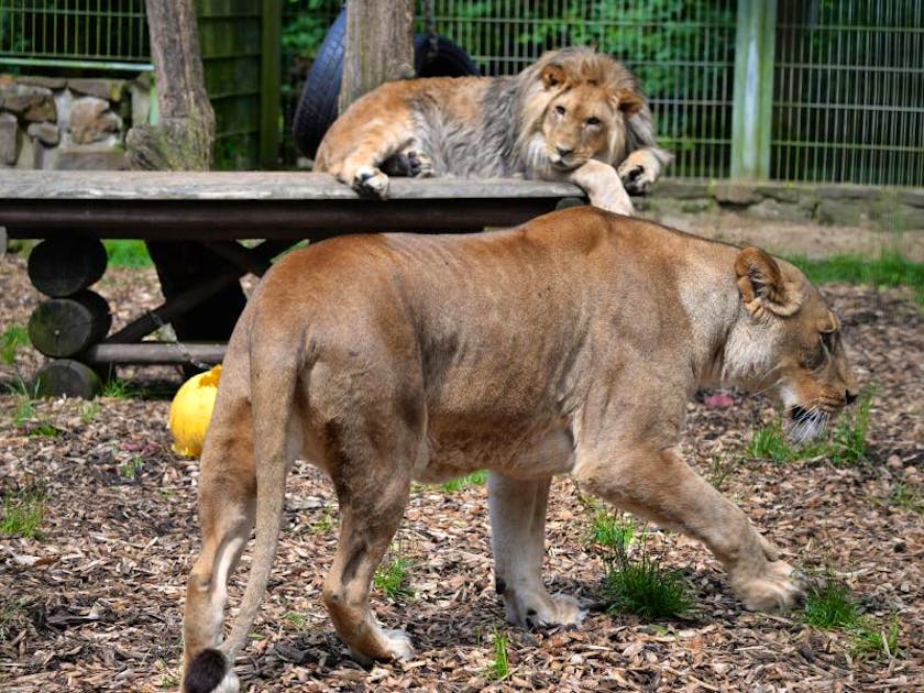 Почему уходит лев. Лев в зоопарке. Львица в зоопарке. Лев сбежал из зоопарка. Тигр сбежал из зоопарка.