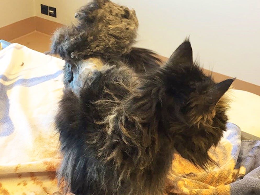 Tierquälerei: Haustiere werden oft halbtot ins Tierhaus abgeschoben. Manche Katzen die ins Tierhaus kommen sind so verfilzt, dass sich massive «Pelzplatten» auf ihren Rücken bildeten.