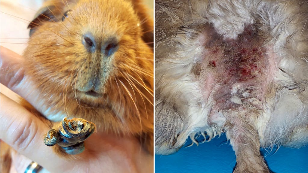 Zürcher Tierschutz schlägt Alarm. Tierquälerei nimmt drastisch zu: Tiere landen oft halbtot im Tierheim