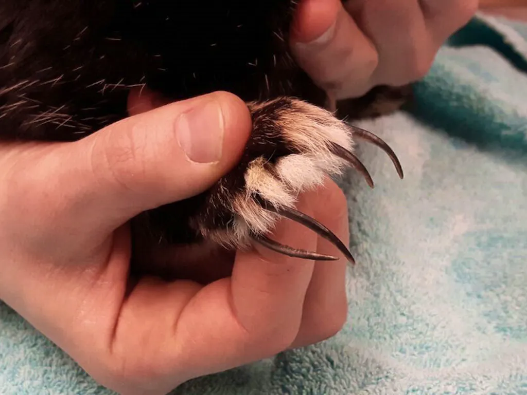 Wenn Tierliebe quält So gefährlich ist Animal Hoarding
