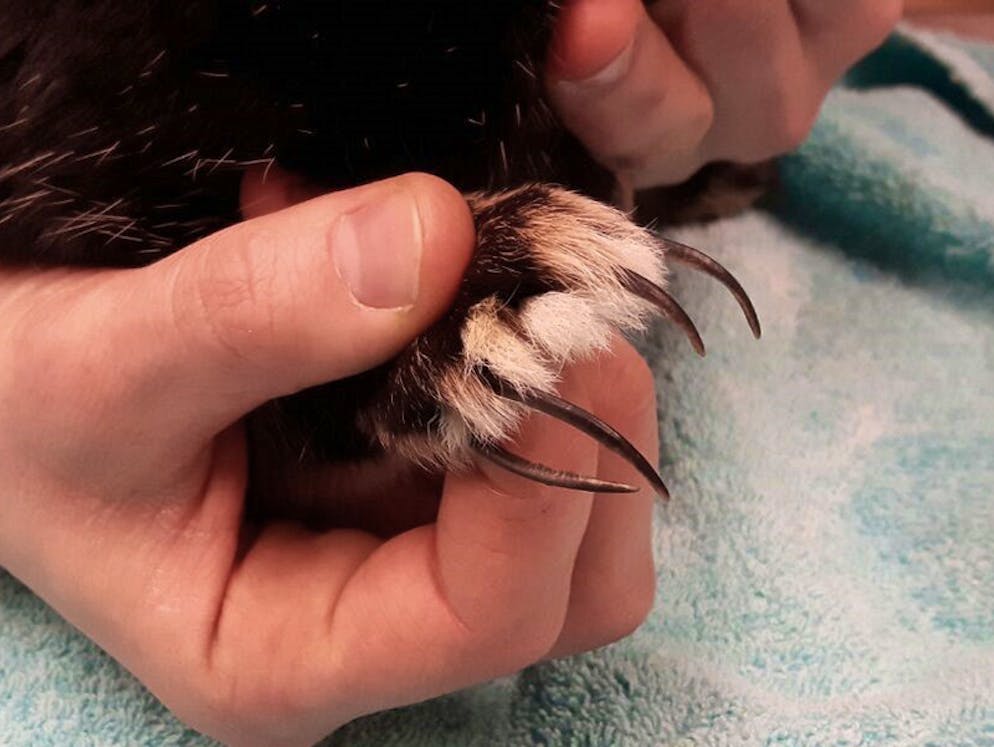 Tierquälerei: Haustiere werden oft halbtot ins Tierhaus abgeschoben. Ein falsch strukturiertes Gehege führte bei diesem Kaninchen zu derart langen Krallen.