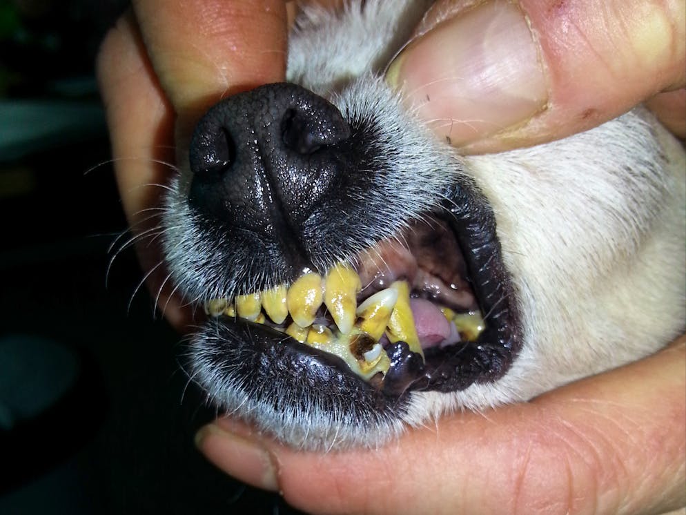 Tierquälerei: Haustiere werden oft halbtot ins Tierhaus abgeschoben. Dieser Hund litt unter massivem Zahnstein. Zahnfleischentzündungen und Schmerzen sind häufig die Folge.