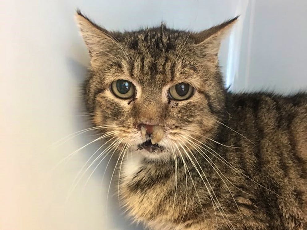 Tierquälerei: Haustiere werden oft halbtot ins Tierhaus abgeschoben. Diese Katze hatte so starken Schnupfen, dass sie vor lauter Schleim nicht mehr durch die Nase atmen konnte.