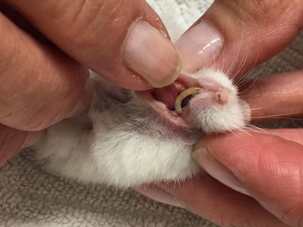 Tierquälerei: Haustiere werden oft halbtot ins Tierhaus abgeschoben. Dieser Zwerghamster konnte kaum mehr fressen, da sein oberer Nagezahn viel zu lang war.