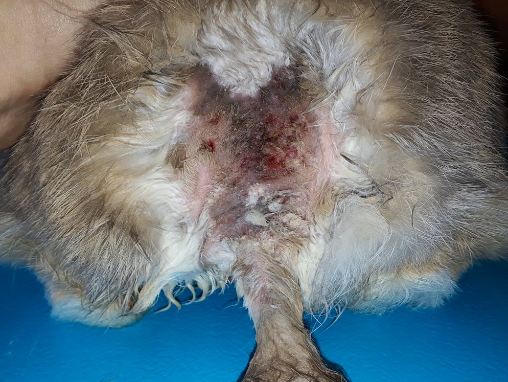 Tierquälerei: Haustiere werden oft halbtot ins Tierhaus abgeschoben. Völlig verfilzt kam dieses Kaninchen ins Zürcher Tierhaus. Beim Scheren kam die massiv entzündete Haut zum Vorschein.