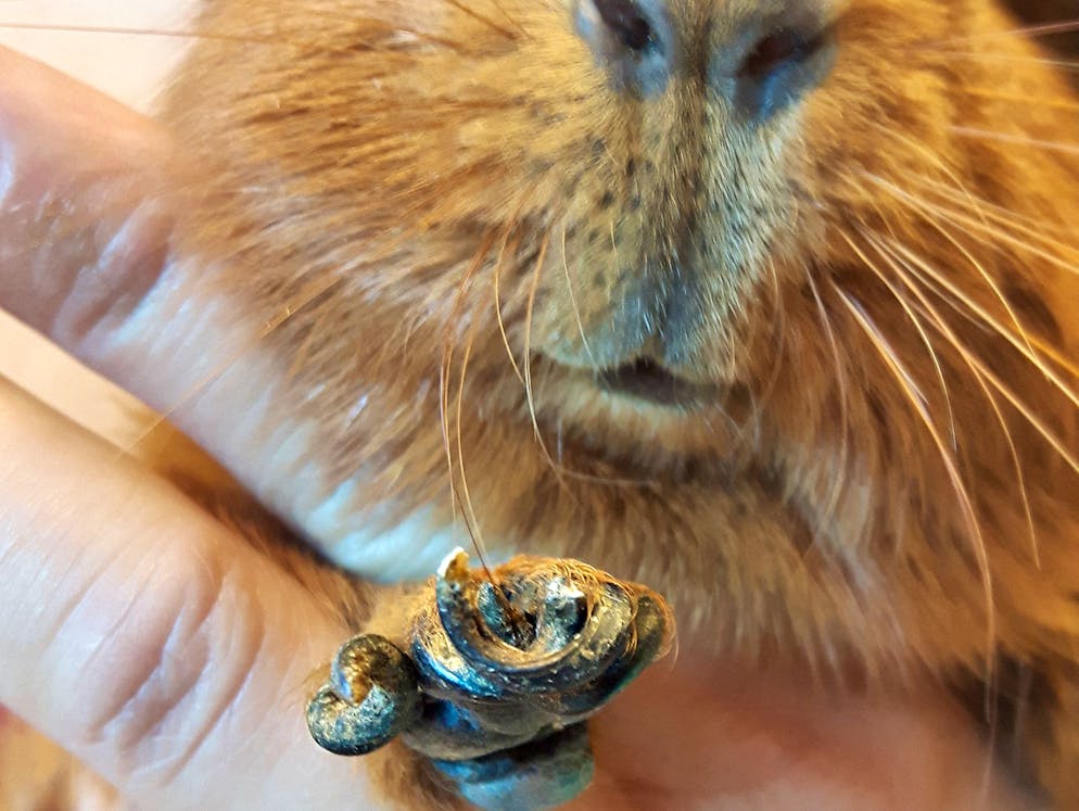 Tierquälerei: Haustiere werden oft halbtot ins Tierhaus abgeschoben. Ein Meerschweinchen mit überlangen Krallen. Es konnte kaum mehr gehen.